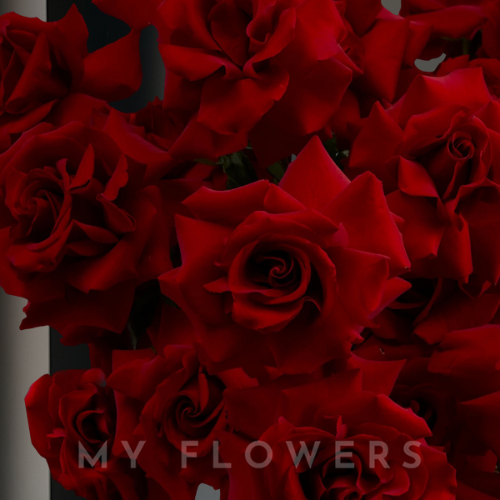 Red French-Style Roses in a Basket